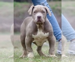 Puppy Puppy 5 American Bully