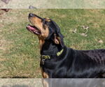 Small #11 Doberman Pinscher-Pointer Mix