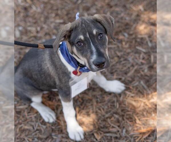 Medium Photo #8 Mutt Puppy For Sale in San Diego, CA, USA