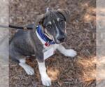 Small #7 Mutt