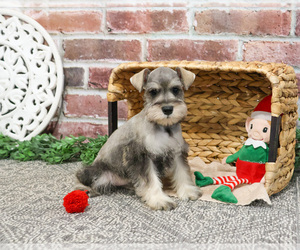 Schnauzer (Miniature) Puppy for sale in SYRACUSE, IN, USA