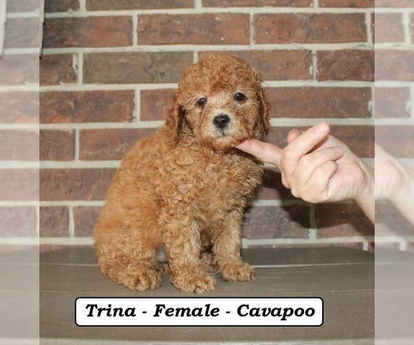 Medium Photo #4 Cavapoo (Miniature) Puppy For Sale in CLARKRANGE, TN, USA
