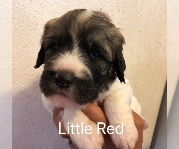Medium Photo #5 Pyredoodle Puppy For Sale in ANZA, CA, USA