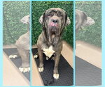 Small #3 Great Dane-Neapolitan Mastiff Mix