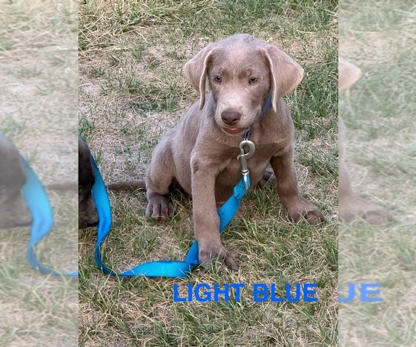 Medium Photo #2 Labrador Retriever Puppy For Sale in HAGERMAN, ID, USA