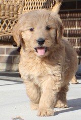 Goldendoodle Puppy for sale in LOVELAND, CO, USA