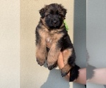 Small #6 German Shepherd Dog