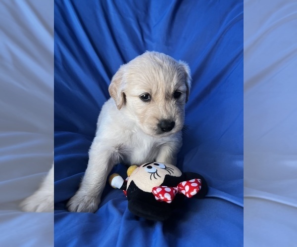 Medium Photo #4 Golden Labrador Puppy For Sale in LIVE OAK, FL, USA