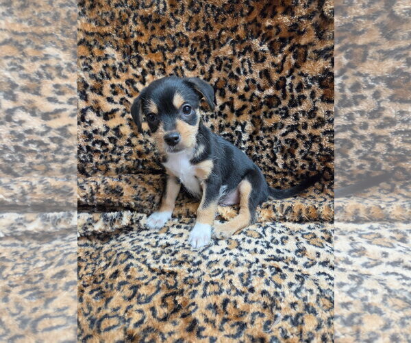 Medium Photo #3 Chiweenie Puppy For Sale in El Centro, CA, USA