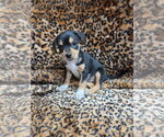 Small #2 Chiweenie