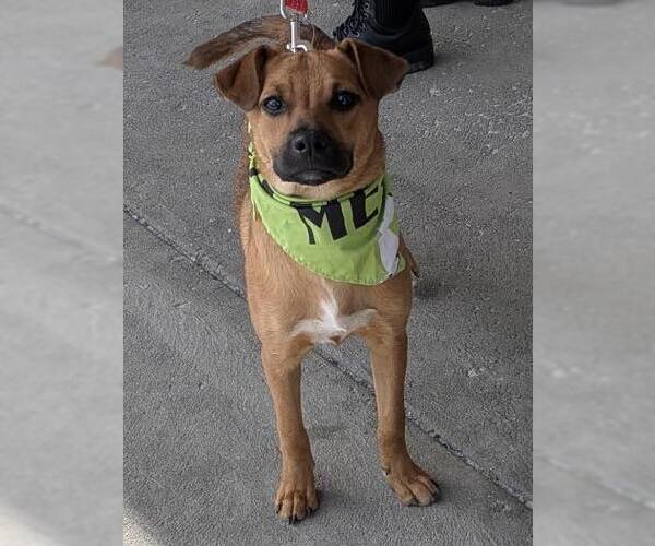 Medium Photo #2 Mountain Cur-Unknown Mix Puppy For Sale in Mount Laurel, NJ, USA