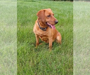 Mother of the Labrador Retriever puppies born on 07/24/2025