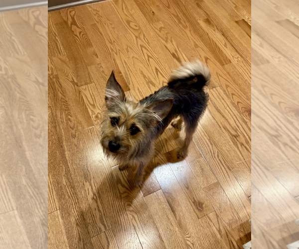 Medium Photo #6 Mutt Puppy For Sale in Rockville, MD, USA