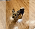 Small #5 Mutt