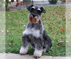 Mother of the Schnauzer (Miniature) puppies born on 07/15/2025