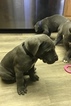 Small Photo #6 Great Dane Puppy For Sale in REDDING, CA, USA