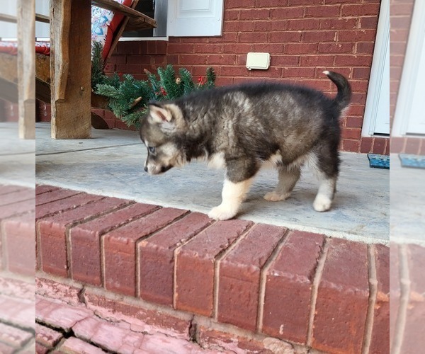 Medium Photo #3 Siberian Husky Puppy For Sale in CROSSVILLE, AL, USA