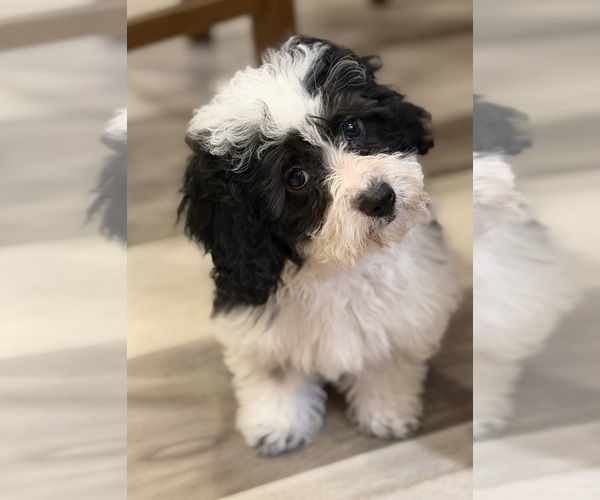 Medium Photo #4 Havapoo Puppy For Sale in GUTHRIE, KY, USA