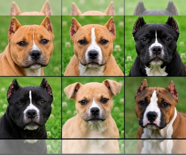 Medium Photo #1 American Bully Puppy For Sale in PUYALLUP, WA, USA