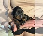 Small Photo #4 Doberman Pinscher Puppy For Sale in KERNERSVILLE, NC, USA
