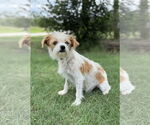 Small #4 Mutt