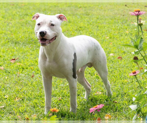 Medium Photo #2 American Pit Bull Terrier Puppy For Sale in Easton, MD, USA