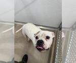 Small #1 American Pit Bull Terrier Mix