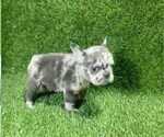 Small Photo #5 French Bulldog Puppy For Sale in FISHER ISLAND, FL, USA