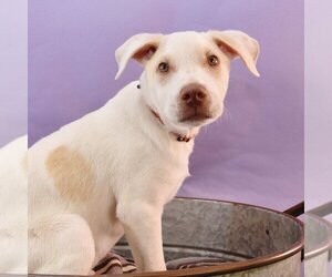 Labrador Retriever-Unknown Mix Dogs for adoption in Sheridan, CO, USA