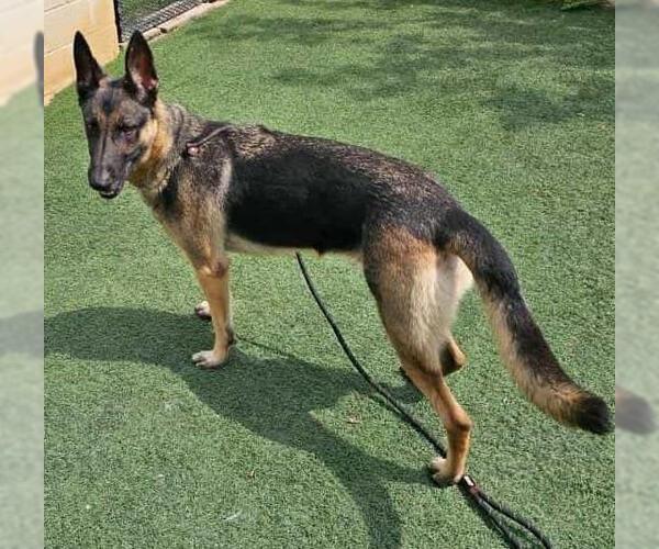 Medium Photo #2 German Shepherd Dog-Unknown Mix Puppy For Sale in Rockwall, TX, USA