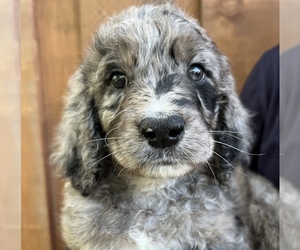 Springerdoodle Puppy for Sale in SHERMAN, Texas USA
