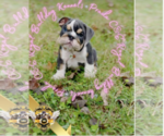 Small Photo #16 English Bulldog Puppy For Sale in ATHENS, GA, USA