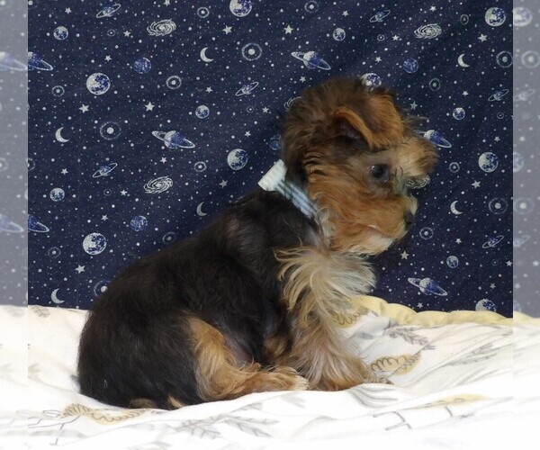 Medium Photo #11 Yorkshire Terrier Puppy For Sale in PATERSON, NJ, USA