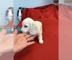 Small #5 Dachshund