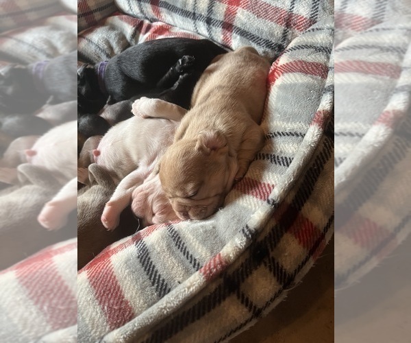 Medium Photo #15 Frenchie Pug Puppy For Sale in BLOOMINGTON, IL, USA