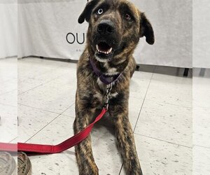 German Shepherd Dog-Unknown Mix Dogs for adoption in New London, WI, USA