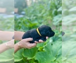 Small #7 Labrador Retriever