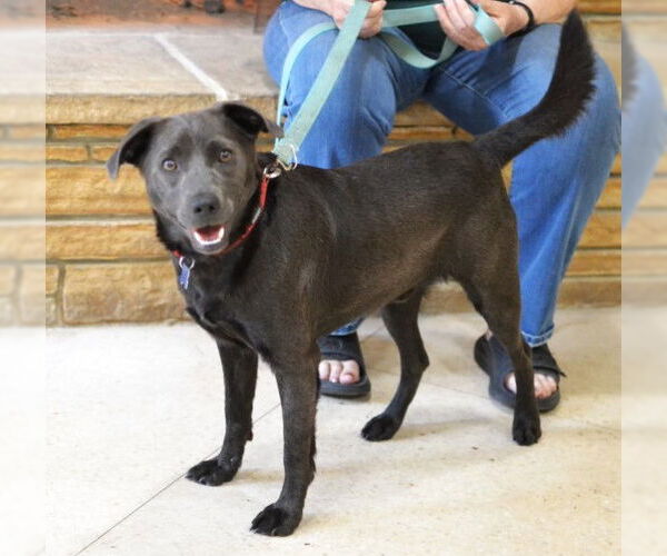 Medium Photo #4 Labrador Retriever-Unknown Mix Puppy For Sale in Germanton, TN, USA