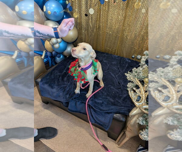 Medium Photo #4 Mountain Cur-Unknown Mix Puppy For Sale in Boston, MA, USA