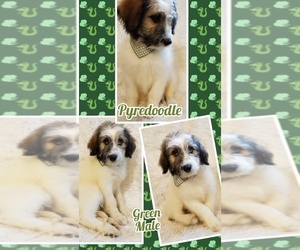 Pyredoodle Puppy for sale in DALE, IN, USA