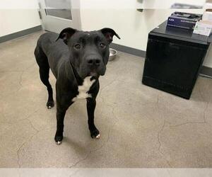 American Pit Bull Terrier-Unknown Mix Dogs for adoption in Berkeley , CA, USA
