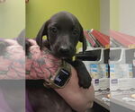 Small #2 Labrador Retriever Mix