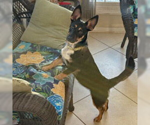 Medium Photo #8 Pembroke Welsh Corgi-Red Heeler Mix Puppy For Sale in Huntley, IL, USA