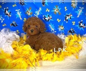 Poodle (Toy) Puppy for sale in WINNSBORO, LA, USA