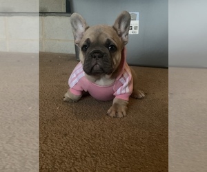 French Bulldog Puppy for sale in PUYALLUP, WA, USA
