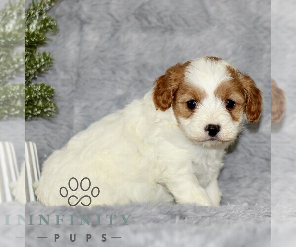 Medium Photo #4 Cavapoo Puppy For Sale in BIRD IN HAND, PA, USA