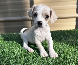 Chiweenie Dog for Adoption in SAINT AUGUSTINE, Florida USA