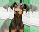 Small Doberman Pinscher