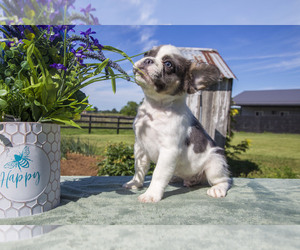 French Bulldog Puppy for sale in GOSHEN, IN, USA