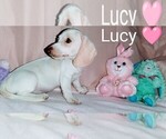 Puppy Puppy 2 Lucy Dachshund